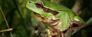 amphibiens qui sont ils utilite jardin