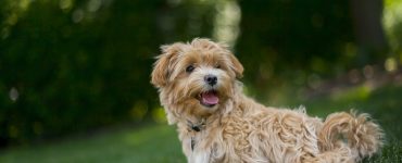 maltipoo tout savoir race chien